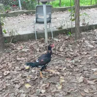 خروس لاری|حیوانات مزرعه|ماکلوان, |دیوار