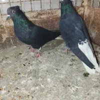 ادرس الوند|پرنده|الوند, |دیوار