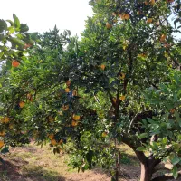 میوه تره بار|حراج|ساری, |دیوار