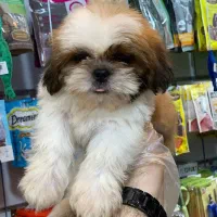 شیتزو سوپر فلت