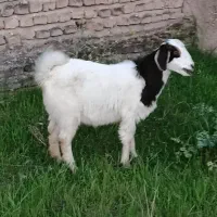 بزغاله دوقلو هردو ماده