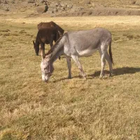دریاچه نور|حیوانات مزرعه|اردبیل, |دیوار