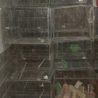 قفس تک خون و جفت خون