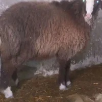 یک بره نر یک کاور