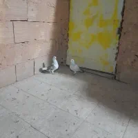 نر.ماده شامی.سرمه دار