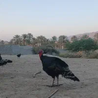 بوقلمون برنز آمریکایی