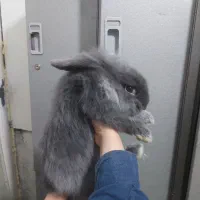 واگذاری خرگوش نر و ماده|موش و خرگوش|تهران, پرواز|دیوار