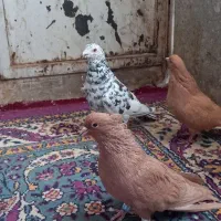 کفترزردکرمانی کاکلی|پرنده|سبزوار, فقیه سبزواری|دیوار