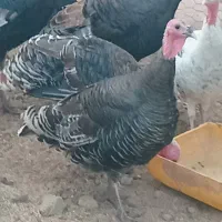 فروش بوقلمون محلی