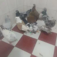 دورگ همه نر سری ۷۰۰