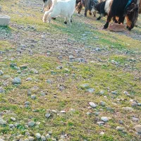 بزدرجه یک|حیوانات مزرعه|گتوند, |دیوار