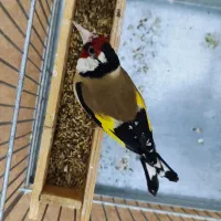 سهره  اسوپاس