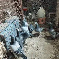 پلاکی|پرنده|چمران, |دیوار