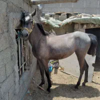کره اسب نریان و مادیان کورد