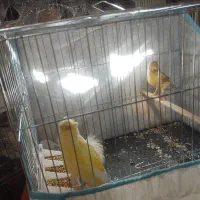 قناری حلقه به پا علی زاده|پرنده|اسلامشهر, شهرک امام حسین (میان آباد)|دیوار