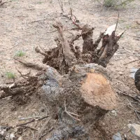 چوب .فروش ده هزار عدد ریشه سیب مناسب