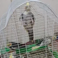 عروس هلندی و طوطی برزیلی