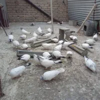 کبوتر|پرنده|اصفهان, جلالیه|دیوار