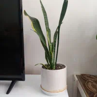 منزل اباد.تخفیف داره همه شون