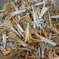 کنگر ساقه بلند. تازه