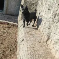 توله سرابی|سگ|آذرشهر, |دیوار