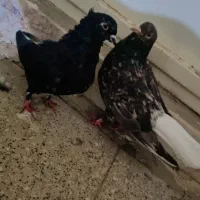 نروماده دم سفید ب شرط تخم و جوجه جفتگاه قیمت مفت|پرنده|مشهد, ادیب نیشابوری (شهرک غرب)|دیوار