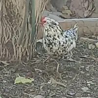 مرغ و خروس بومی|حیوانات مزرعه|فرخشهر, |دیوار