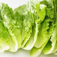 نیازمندپلاستیک گلخونه