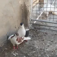 پرنده|پرنده|خرمشهر, |دیوار