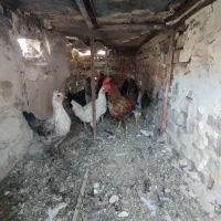 مرغ خروس