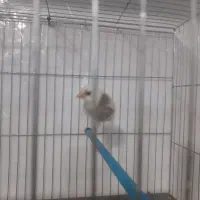 قناری|پرنده|بروجرد, |دیوار