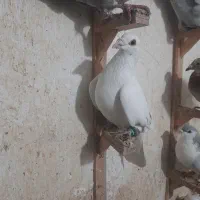 کبوتر رنگی غریب|پرنده|گرگان, |دیوار