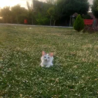 گربه ی سفید گمشده نژاد DSH|حیوانات|هشتگرد, فاز ۱ مهستان|دیوار