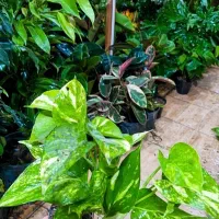 پتوس پرریشه ۶۵ت|گل و گیاه طبیعی|بیرجند, |دیوار