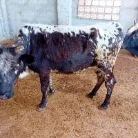 اوله گاو قربانی