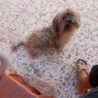 سگ شیتزو 5 ماهه|سگ|گلبهار, شهر جدید گلبهار|دیوار