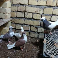 طوقی|پرنده|اسفرورین, |دیوار