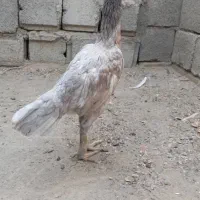 جوجه مرغ|حیوانات مزرعه|پشتکوه (سیستان و بلوچستان), |دیوار