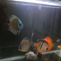 دیسکس ۵و ۶اینچ|ماهی|تهران, آهنگ|دیوار