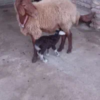 گوسفند بره دار