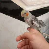 دو ماهه جنسیت نر