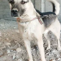 واگذاری سگ نگهبان بسیار باهوش