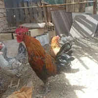 خروس