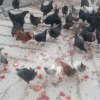 مرغ تخم گذار .خروس .بوقلمون و دستگاه جوجه کشی|حیوانات مزرعه|پلدختر, |دیوار