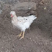 خروس
