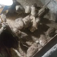 فروش بلدرچین بالغ