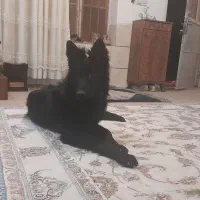 سگ ژرمن بلک جنسیت نر گمشده