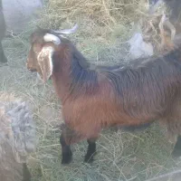 بزغاله نر و نربز|حیوانات مزرعه|فردوس (خراسان), |دیوار