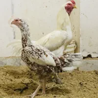 جوجه لاری دانگ بالا افغان کلنگی درجه یک