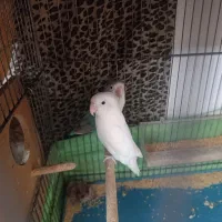 کوتوله سالم وتخم گذار